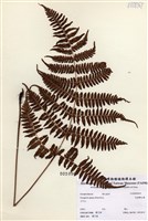 藏品(長葉鱗毛蕨)的圖片